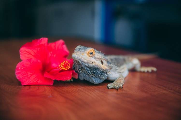A happy lizard stands near a bright red flower